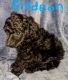 Miniature Poodle Puppies for sale in White Plains, KY 42464, USA. price: $1,200