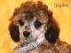 Miniature Poodle Puppies for sale in Orem, UT, USA. price: NA