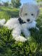 Miniature Poodle Puppies for sale in Sacramento, CA, USA. price: NA