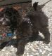 Miniature Poodle Puppies for sale in Vacaville, CA, USA. price: NA