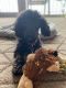 Miniature Poodle Puppies for sale in Spring, TX 77373, USA. price: $2,500