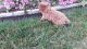 Miniature Poodle Puppies for sale in 4184 Carmel Rd, Hillsboro, OH 45133, USA. price: NA
