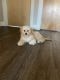 Miniature Poodle Puppies for sale in Benton City, WA 99320, USA. price: NA