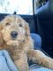 Miniature Poodle Puppies for sale in The Bronx, NY, USA. price: NA