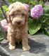 Miniature Poodle Puppies for sale in North Brunswick Township, NJ, USA. price: NA