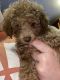 Miniature Poodle Puppies for sale in St. Louis, MO, USA. price: $2,000