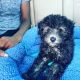 Miniature Poodle Puppies for sale in Longmont, CO, USA. price: NA