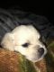 Miniature Poodle Puppies for sale in Gonzales, CA, USA. price: $400