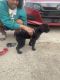 Miniature Poodle Puppies for sale in New Orleans, LA, USA. price: NA