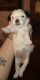 Miniature Poodle Puppies for sale in Gilbert, MN, USA. price: $600