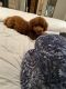 Miniature Poodle Puppies for sale in Westlake, OH 44145, USA. price: $2,700