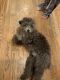 Miniature Poodle Puppies for sale in Hudson, OH, USA. price: NA