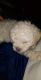 Miniature Poodle Puppies for sale in Edinburg, TX, USA. price: NA