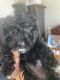 Miniature Poodle Puppies for sale in Fontana, CA 92336, USA. price: NA