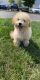 Miniature Poodle Puppies for sale in East Norriton, PA, USA. price: NA