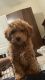 Miniature Poodle Puppies for sale in North Brunswick Township, NJ, USA. price: $3,500