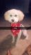 Miniature Poodle Puppies for sale in Orange Park, FL 32073, USA. price: NA