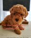 Miniature Poodle Puppies for sale in Alpharetta, GA 30005, USA. price: $2,500