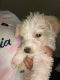 Miniature Poodle Puppies for sale in Dallas, TX, USA. price: NA