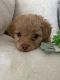 Miniature Poodle Puppies for sale in Goodyear, AZ, USA. price: NA