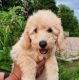 Miniature Poodle Puppies for sale in Ottawa, ON, Canada. price: NA