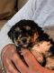 Miniature Poodle Puppies for sale in Rochester, NY, USA. price: NA