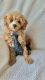 Miniature Poodle Puppies for sale in Conklin, NY 13748, USA. price: NA