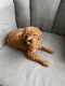 Miniature Poodle Puppies for sale in Hazel Crest, IL 60429, USA. price: NA
