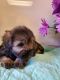 Miniature Schnauzer Puppies for sale in Tucson, AZ, USA. price: NA