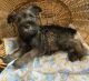Miniature Schnauzer Puppies for sale in Marion, OH 43302, USA. price: $1,500