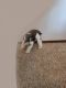 Miniature Schnauzer Puppies for sale in Arlington, WA 98223, USA. price: $3,500