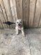 Miniature Schnauzer Puppies for sale in Humble, TX 77338, USA. price: NA