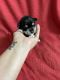 Miniature Schnauzer Puppies for sale in Waxhaw, NC 28173, USA. price: NA