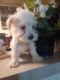 Miniature Schnauzer Puppies for sale in Oceanside, CA, USA. price: $1,300