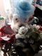 Miniature Schnauzer Puppies for sale in Oceanside, CA, USA. price: $1,300