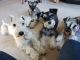 Miniature Schnauzer Puppies for sale in Klamath Falls, OR, USA. price: $2