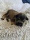 Miniature Schnauzer Puppies for sale in Louisa, KY 41230, USA. price: $1,000