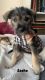 Miniature Schnauzer Puppies for sale in Los Angeles, CA, USA. price: $300