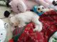 Miniature Schnauzer Puppies for sale in Santa Fe, TX, USA. price: NA