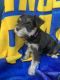 Miniature Schnauzer Puppies for sale in Fillmore, CA 93015, USA. price: NA
