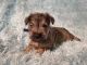 Miniature Schnauzer Puppies for sale in Twin Falls, ID, USA. price: $1,500
