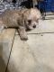 Miniature Schnauzer Puppies for sale in Tyler, TX, USA. price: NA