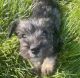 Miniature Schnauzer Puppies for sale in Bluffdale, UT, USA. price: $999