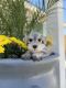 Miniature Schnauzer Puppies for sale in Riverside, CA, USA. price: $1,400