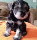 Miniature Schnauzer Puppies for sale in DeKalb, IL 60115, USA. price: NA