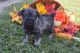 Miniature Schnauzer Puppies for sale in Orland Park, IL, USA. price: NA
