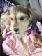 Miniature Schnauzer Puppies for sale in Taunton, MA, USA. price: $2,000