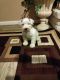 Miniature Schnauzer Puppies for sale in Bakersfield, CA, USA. price: $2,000
