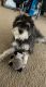 Miniature Schnauzer Puppies for sale in Columbus, OH, USA. price: NA