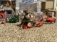 Miniature Schnauzer Puppies for sale in Atoka, OK 74525, USA. price: $1,200
